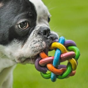 pienso perros pequeños
