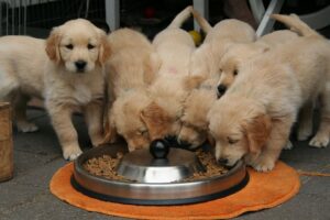 perros cachorros comiendo pienso