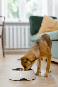 pienso para perros Hill's science diet